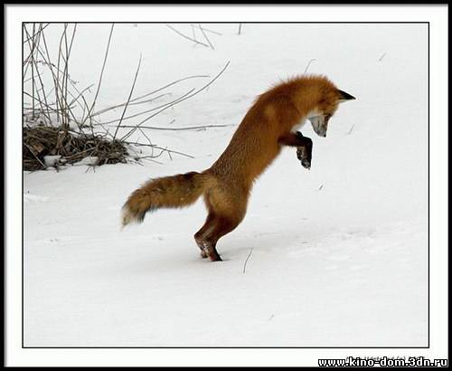 Вы когда нибудь видели, как охотятся лисы зимой?